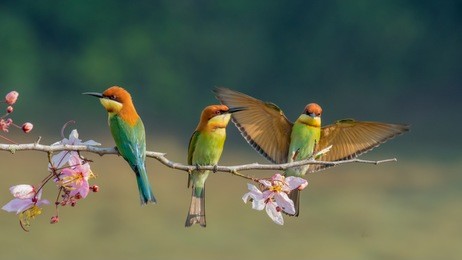 three chestnut-headed bee-eater on the sticky wood with shallow blurry background one of them spread the wings in high definition, bee eater, bird , aves with pink flower