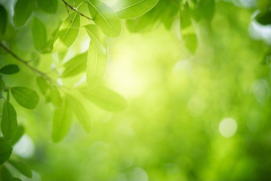closeup nature view of green leaf on blurred greenery background in garden with copy space using as background natural green plants landscape, ecology, fresh wallpaper concept.
