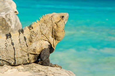 mexican iguana in the yucatan peninsula sits on rocks and basks