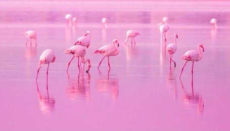 birds pink flamingos walk on the lake at the pink sunset in cyprus, beautiful romantic concept with a place for text, journey to the south, love and the pink dream, pink lake