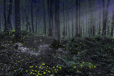 beautiful nighttime forest scene with moonlight and fire flies in northern michigan
