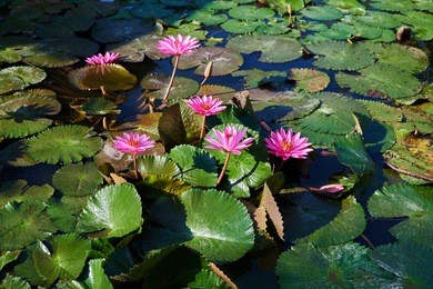 lotuses in the pond