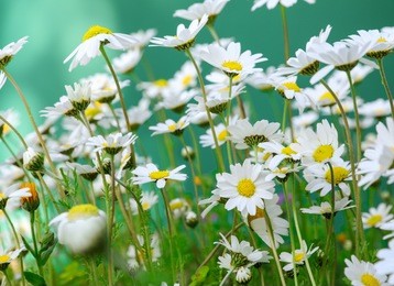 daisy flowers on the spring meadow. horizontal. close-up. daylight