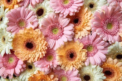 natural floral background of bright gerberas. spring concept