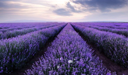 lavender fields. beautiful image of lavender field.