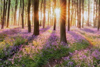 beautiful woodland bluebell forest in spring. purple and pink flowers under tree canopys with sunrise at dawn