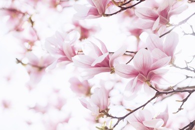 spring background with tender magnolia flowers in soft light