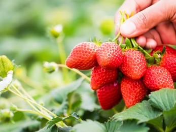 strawberries in natural background