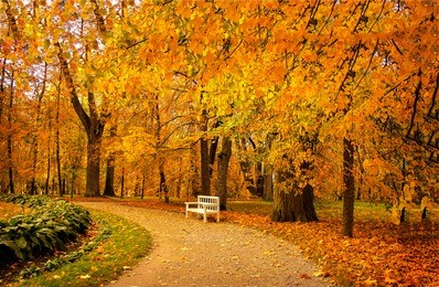 autumn park alley bench landscape