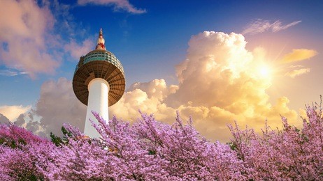 cherry blossom in spring and seoul tower at sunset, seoul in south korea.