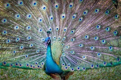 beautiful dancing peacock