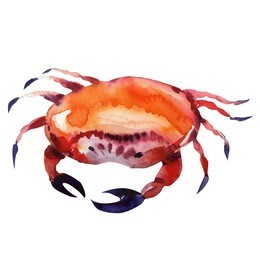 crab. watercolor painting on white background