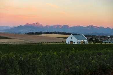 vineyards landscape near cape town, south africa