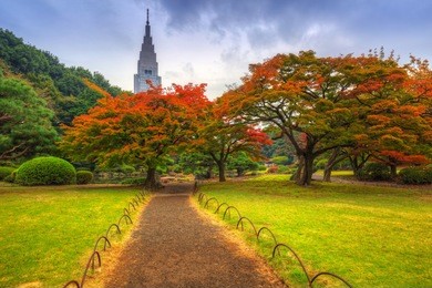 autumn in the shinjuku park, tokyo, japan