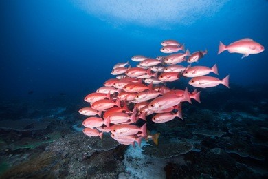bigeyed red snapper family is wondering around in the morning