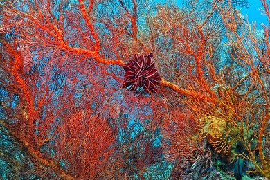 detail of bright red coral with purple sea lily. underwater photography on the coral reef. scuba diving in the tropical ocean with aquatic life.