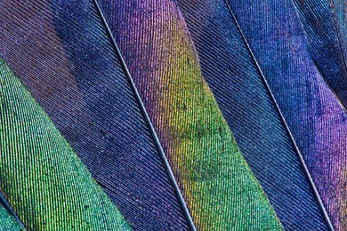 close-up of iridescent feathers of european magpie tail. bird feather texture. beautiful multicolor feathers of european magpie as a background.