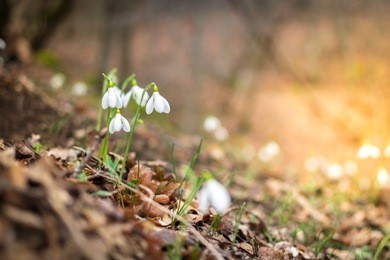 forest in the beginning of spring with snowdrops