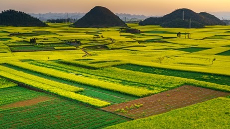 sunset with field of canola flowers on background at golden rooster hills, jin ji lin viewpoint in louping, south of china.