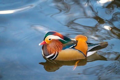 closeup male mandarin duck aix galericulata swimming on the water with reflection. a beautiful bird living in the wild