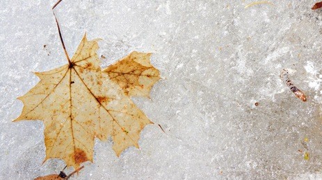 tree leaves covered by frost on the ground into the lake, winter season