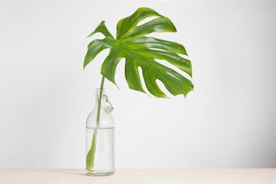 modern plant in a glass vase. monstera palm leaf in white interior.
