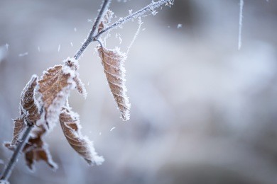 beautiful frozen tree branch with  dead leaves and ice crystals. close up of withered tree twig in winter.