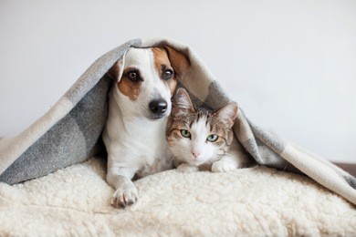 dog and cat together. dog hugs a cat under the rug at home. friendship of pets