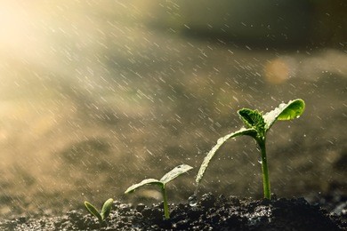 green seedling growing on the ground in the rain.