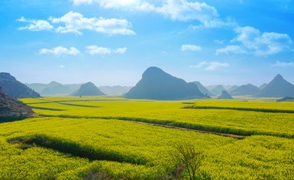 the yellow flowers of rapeseed fields with blue sky at luoping, small county in eastern yunnan, china