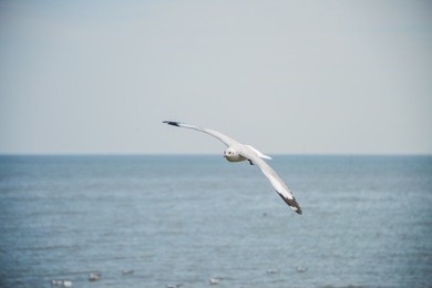 seagull , seagull birds flying, close up view of white birds , beach against natural blue water background.