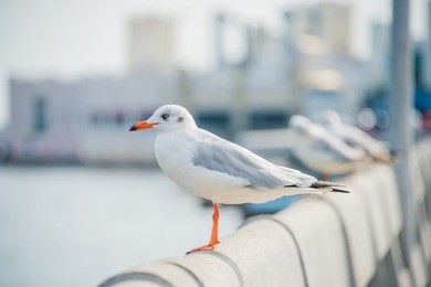 seagull , seagull birds flying, close up view of white birds , beach against natural blue water background.