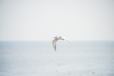 seagull flying at bangpu thailand ,  wild seagull with natural blue background.