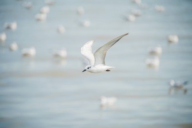 seagull flying at bangpu thailand ,  wild seagull with natural blue background.