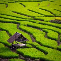 green terraced rice field in chiangmai, thailand