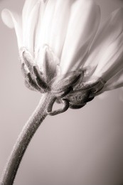 underneath a flower in black and white. fine art floral image. vertical
