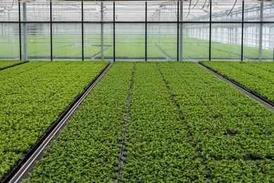 greenhouse interieur. green plants, natural look and realistic colors