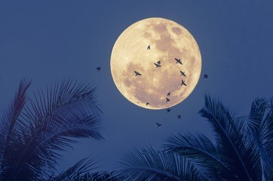 tropical night. full moon and palm leaf birds fly abstract background. copy space of nature environment and travel adventure concept. vintage tone filter effect color style.