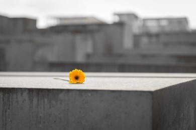 flower in memorial to the murdered jews of europe in berlin city, germany