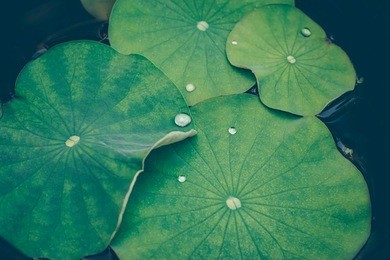 lotus leaves with drops of water. oriental garden. natural exotic background. 
dark toning, selective focus