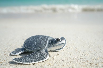 little sea turtle on the sandy beach