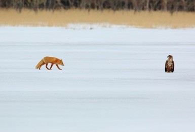 fox and eagle