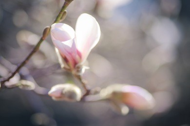 opening flower of the pink magnolia in the early spring. covered with hairs of stucco magnolia. close up branch, outdoor.