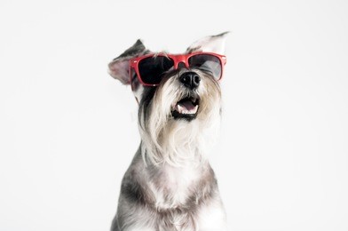funny dog schnauzer in red sunglasses, isolated on white background, cool, summer.

