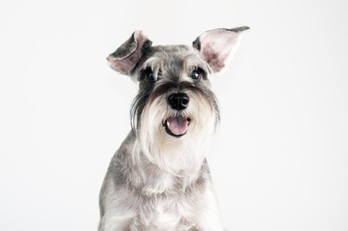 happy, cute, funny dog schnauzer isolated on white background. 