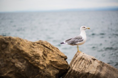 grey and white seagull bird on rock looking out to sea in piran, slovenia