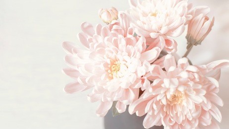 tinted background with a bouquet of pale pink large chrysanthemums. bouquet of pink chrysanthemums closeup.