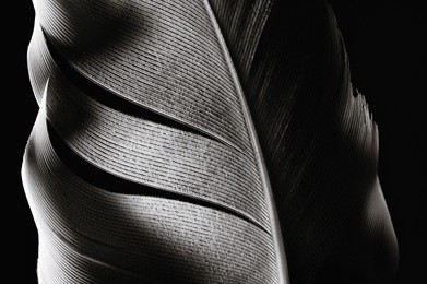 fragment of bird's feather, close-up. black and white.