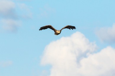 white-tailed eagle flying in the sky among the clouds