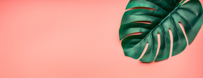 tropical monstera leaf on a pink summer background, banner, space for text, flat lay